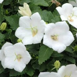 'Rapido White' Bellflower -Greatgardenplants campanula rapido white carpathian harebell 5