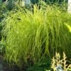 'Bowles Golden' Sedge -Greatgardenplants carex bowles golden 1