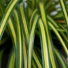 EverColor® 'Eversheen' Sedge -Greatgardenplants carex oshimensis eversheen sedge