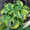 'School Mouse' Hosta -Greatgardenplants cb9926b513dd7ed2d15247e4535630df