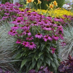 'Purple Emperor' Coneflower -Greatgardenplants cceea3f0f81c56f7094f90475b0e60e8