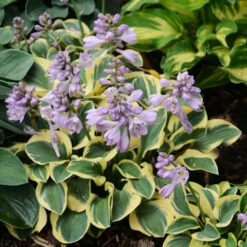 'Mini Skirt' Hosta -Greatgardenplants cd02831323a883976c9dc71c4e164c72