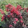 Center Stage® Pink Crapemyrtle -Greatgardenplants center stage pink crapemyrtle 1 sw