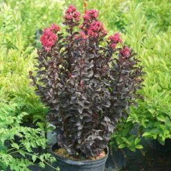 Center Stage® Pink Crapemyrtle -Greatgardenplants center stage pink crapemyrtle 5 sw