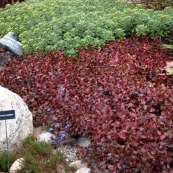 Hardy Plumbago -Greatgardenplants ceratostigma plumbaginoides plumbago 2 sw