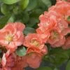 Double Take Peach™ Flowering Quince -Greatgardenplants chaenomeles double take peach 3 P sw