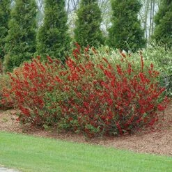 Double Take Scarlet™ Flowering Quince