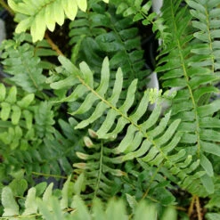 Christmas Fern -Greatgardenplants christmas fern 3