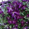 Happy Jack® Purple Clematis -Greatgardenplants clematis happy jack purple 1 sw