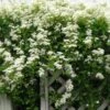 Sweet Autumn Clematis -Greatgardenplants clematis paniculata autumn clematis 1