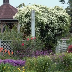 Sweet Autumn Clematis -Greatgardenplants clematis paniculata autumn clematis 4