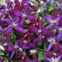 'Sweet Summer Love' Clematis -Greatgardenplants clematis sweet summer love 1