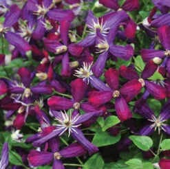 'Sweet Summer Love' Clematis -Greatgardenplants clematis sweet summer love 2