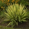 'Color Guard' Yucca -Greatgardenplants color guard yucca