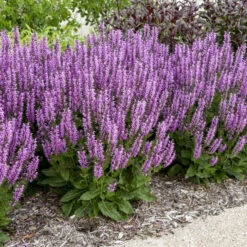 Color Spires® 'Back To The Fuchsia' Salvia -Greatgardenplants color spires back to the fuchsia salvia 1
