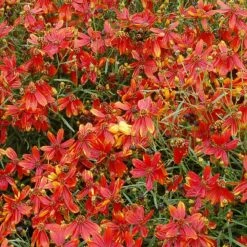 'Ladybird' Tickseed -Greatgardenplants coreopsis ladybird 4