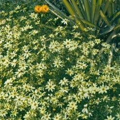 'Moonbeam' Tickseed -Greatgardenplants coreopsis moonbeam 2