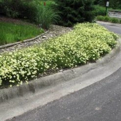 'Moonbeam' Tickseed -Greatgardenplants coreopsis moonbeam 3