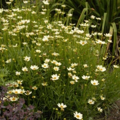 'Star Cluster' Tickseed -Greatgardenplants coreopsis tickseed starcluster 3