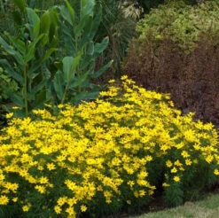 'Zagreb' Tickseed -Greatgardenplants coreopsis zagreb 2