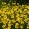 'Zagreb' Tickseed -Greatgardenplants coreopsis zagreb 6