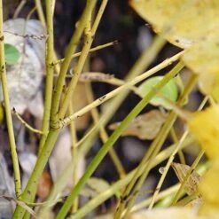 Arctic Fire® Yellow Red-Twig Dogwood -Greatgardenplants cornus arctic fire yellow 4 P ee90fd47 1fcf 4740 921c 469de2455d08 sw