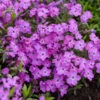 'Rose Sprite' Hybrid Spring Phlox -Greatgardenplants d478df6c95b9de88bc10f189199658c9