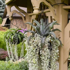 ART & SOL™ 'Catch A Wave' Mangave -Greatgardenplants d4c58900a1985fea2c7c0ba6e8311419