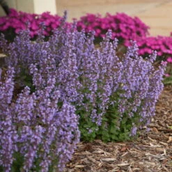'Cat's Pajamas' Catmint -Greatgardenplants d4d4f3d6a45d38dab56d4181eca68e83