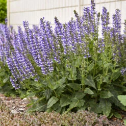 Color Spires® 'Azure Snow' Salvia -Greatgardenplants d72847b716a03f1ce7cd21980164359a