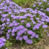 Totally Stoked™ 'Riptide' Stoke's Aster -Greatgardenplants d9427e864a9d2fc161f97ac6d679910d