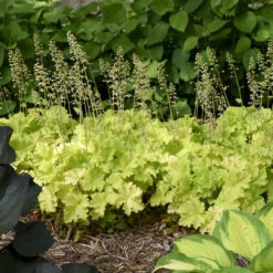 'Twist Of Lime' Coral Bells 12 'Twist Of Lime' Coral Bells -Greatgardenplants ddc6f38a00a91ce949b62bf2fd3b18c3