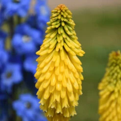 Pyromania™ 'Solar Flare' Red Hot Poker -Greatgardenplants de214c737f2a92428fcd66aab707e623