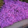 'Drummond's Pink' Creeping Phlox -Greatgardenplants de32e876ac7572f2d82702d4d84e4aca