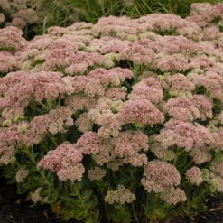 'Autumn Joy' Stonecrop -Greatgardenplants de69846fdf2fa3b3d9337b8dfc0a45ae
