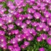 Pink Ice Plant -Greatgardenplants delosperma cooperi ice plant 1 sw