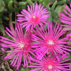 Pink Ice Plant -Greatgardenplants delosperma cooperi ice plant 3 sw