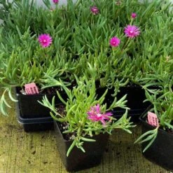 Pink Ice Plant -Greatgardenplants delosperma cooperi ice plant 4 sw