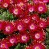 Hot Cakes® 'Saucy Strawberry' Ice Plant -Greatgardenplants delosperma hot cakes saucy strawberry 1 P sw