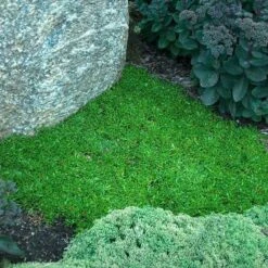 'Jewel Of Desert Garnet' Ice Plant -Greatgardenplants delosperma jewel of desert garnet ice plant 3 sw