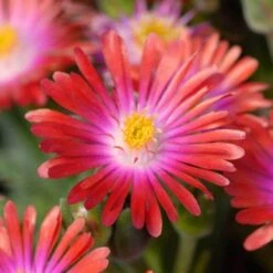 'Jewel Of Desert Garnet' Ice Plant -Greatgardenplants delosperma jewel of desert garnet ice plant 4 sw