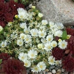 'Jewel Of Desert Moonstone' Ice Plant -Greatgardenplants delosperma jewel of desert moonstone 3 sw