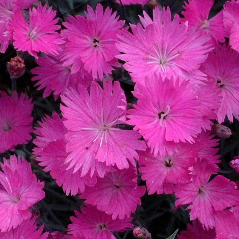 'Firewitch' Dianthus 4 'Firewitch' Dianthus - Image 2