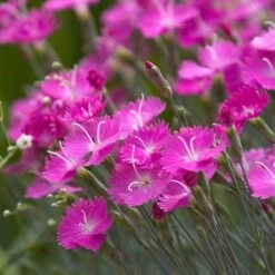 'Firewitch' Dianthus 7 'Firewitch' Dianthus -Greatgardenplants dianthus firewitch cheddar pinks 3 sw