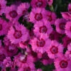 'Paint The Town Fancy' Dianthus -Greatgardenplants dianthus paint the town fancy