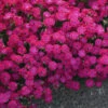 'Paint The Town Red' Dianthus -Greatgardenplants dianthus paint the town red 1