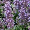 Whispurr™ Blue Catmint -Greatgardenplants dispthumb 045ab6c1 6b4c 4da4 954b b25be8eb5259