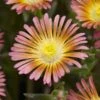 Wheels Of Wonder® Salmony Pink Ice Plant -Greatgardenplants dispthumb 1