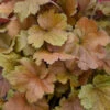 Dolce® 'Toffee Tart' Coral Bells -Greatgardenplants dolce toffee tart coral bells 3