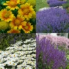 Drought Resistant+ Long Blooming Collection -Greatgardenplants drough resistant and long blooming collection